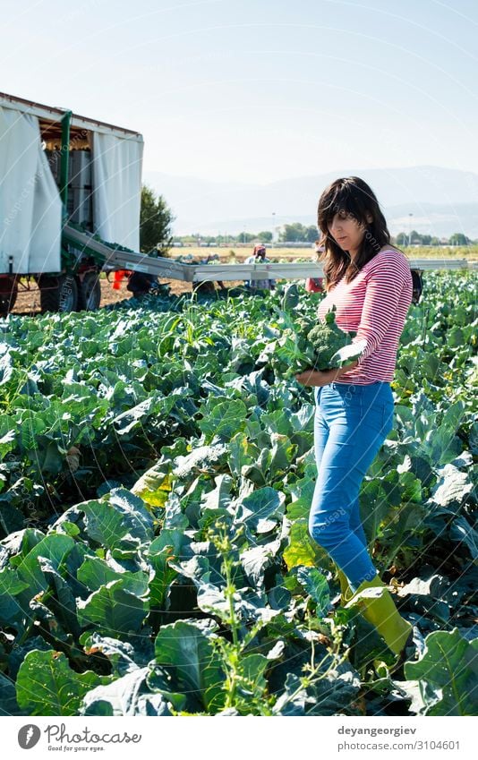 Worker shows broccoli on plantation. Vegetable Industry Business Technology Landscape Plant Tractor Packaging Line Green Broccoli Farmer agriculture