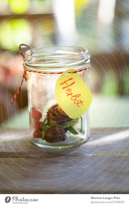 Autumn in a glass Nature Plant Chestnut tree Rose hip Glass Joy autumn fruits Colour photo Multicoloured Exterior shot Sunbeam Central perspective