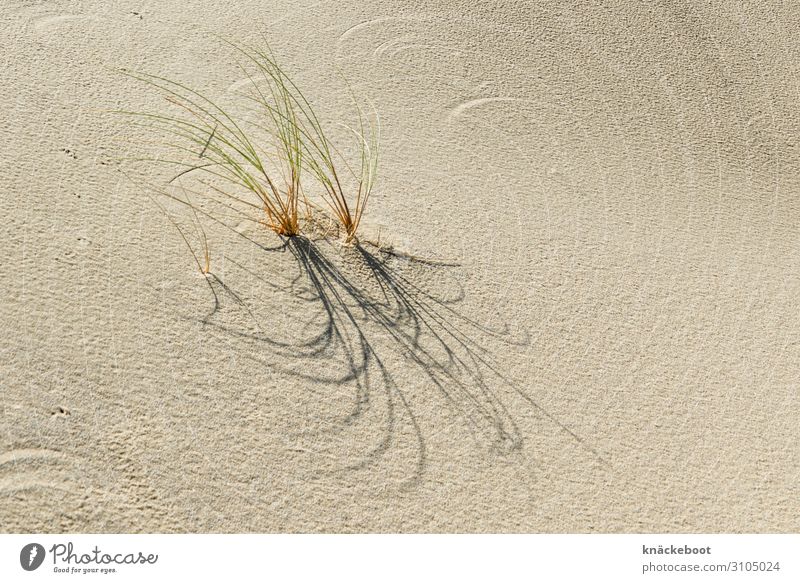 dune grass Environment Nature Landscape Plant Sand Summer Patient Calm Colour photo Exterior shot Deserted Copy Space right Day Shadow Central perspective