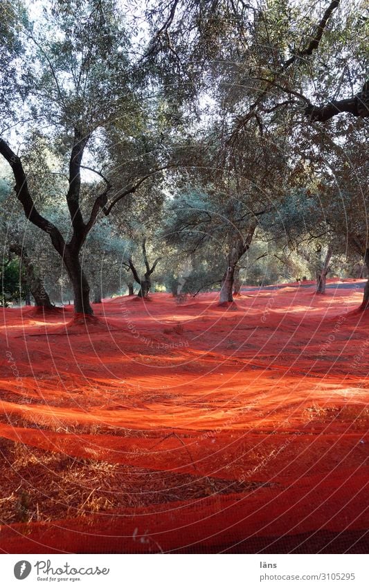 Olive tree Harvest Greece Crete nets Red