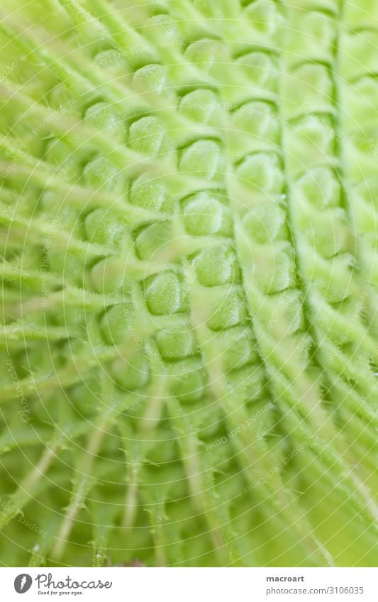 succulent in detail Succulent plants Macro (Extreme close-up) Plant Close-up Green Colour photo Thorn Detail Exotic Structures and shapes Point Thorny