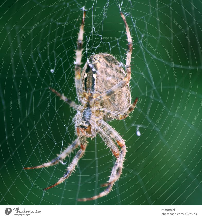 garden cross spider Internet Detail Macro (Extreme close-up) green Close-up animal insect Cross spider Spider's web Net Small arachnophobia