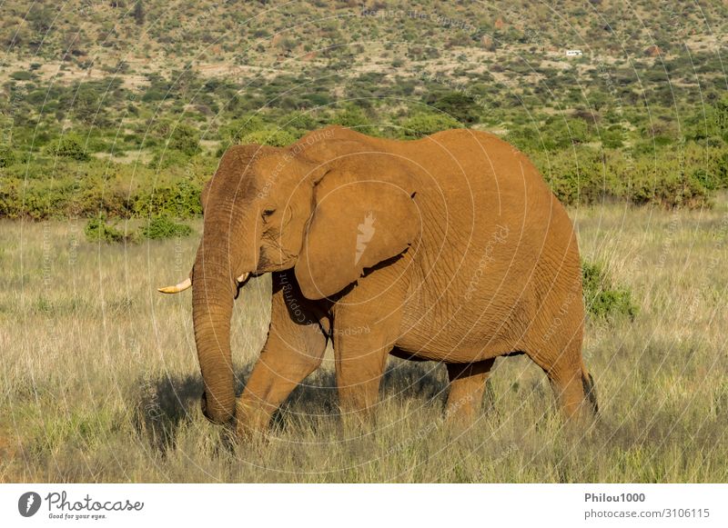 An old elephant in the savannah Playing Vacation & Travel Safari Nature Animal Park Large Africa Kenya Samburu african Battle Behavior big Elephant fight