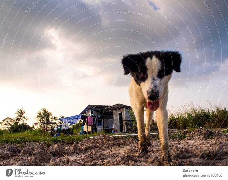 Dog in the temporary house of construction worker House (Residential Structure) Sky Storm clouds Building 1 Animal Poverty Cute Black White Loneliness