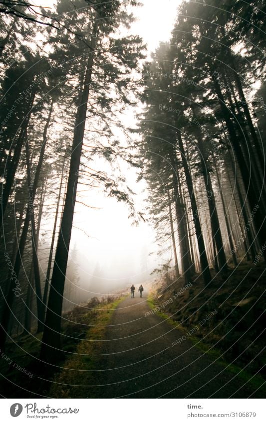 through the woods. 2 Human being Environment Nature Landscape Sky Autumn Fog Plant Flower Coniferous trees Coniferous forest Forest Mountain Harz Relaxation