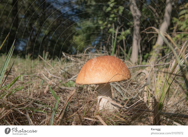 a stone mushroom with his bright brown has stands on a clearing Food Vegetable Nutrition Lifestyle Joy Human being Nature Plant Fresh Healthy Brown harvest