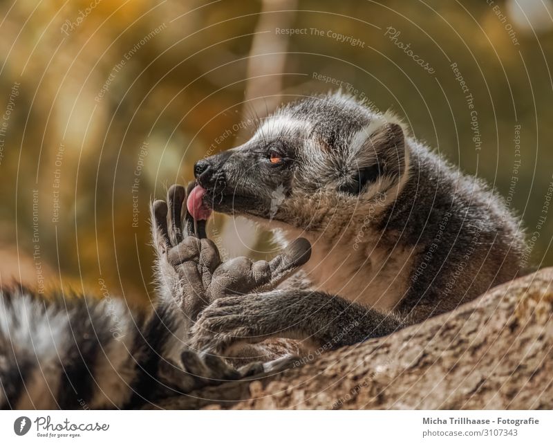 Monkey in body care Personal hygiene Nature Animal Sun Sunlight Beautiful weather Tree Forest Wild animal Animal face Pelt Paw Monkeys Ring-tailed Lemur