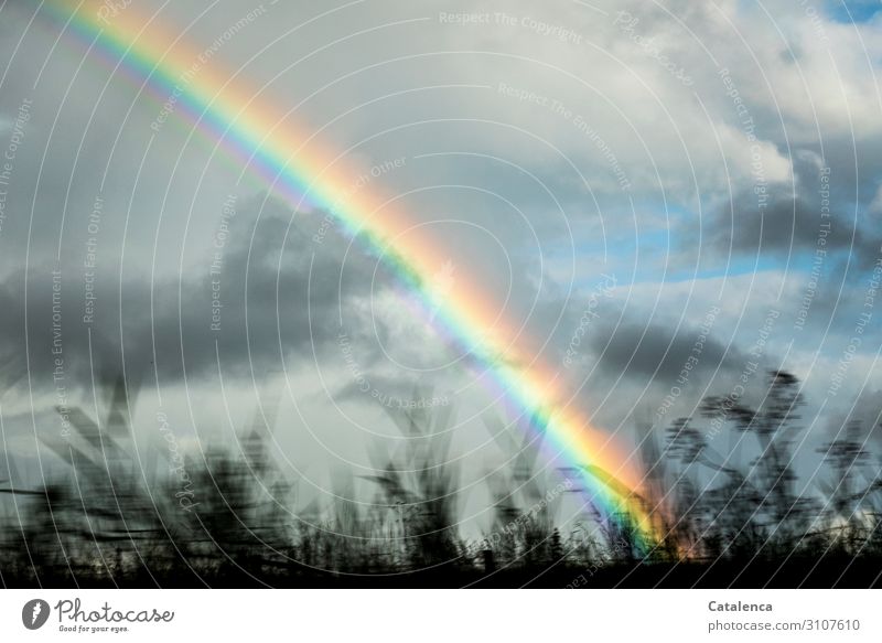 After the rain a rainbow forms, in the foreground grasses Environment Nature Plant Elements Air Water Sky Storm clouds Bad weather Grass Leaf Weed