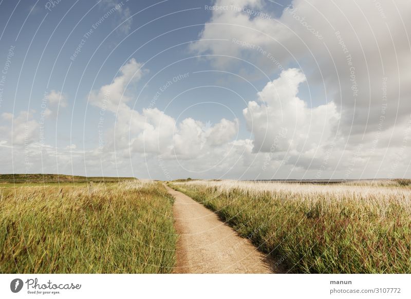 always straight ahead Healthy Vacation & Travel Summer Summer vacation Nature Landscape Sky Clouds Beautiful weather Bushes Wild plant Salt meadow Wet meadow