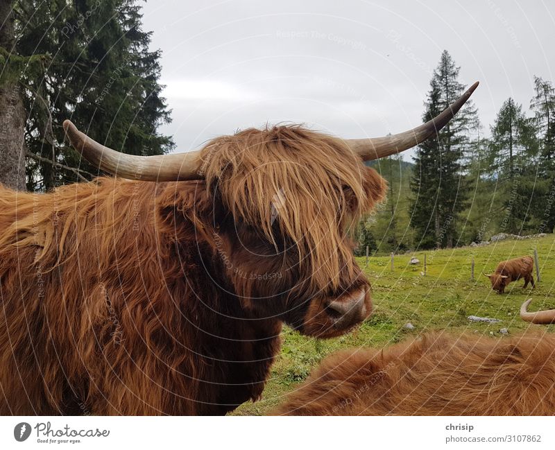 Scottish Highland Cattle Animal Farm animal Cow Animal face Highland cattle Nature Colour photo Exterior shot Deserted Day Animal portrait