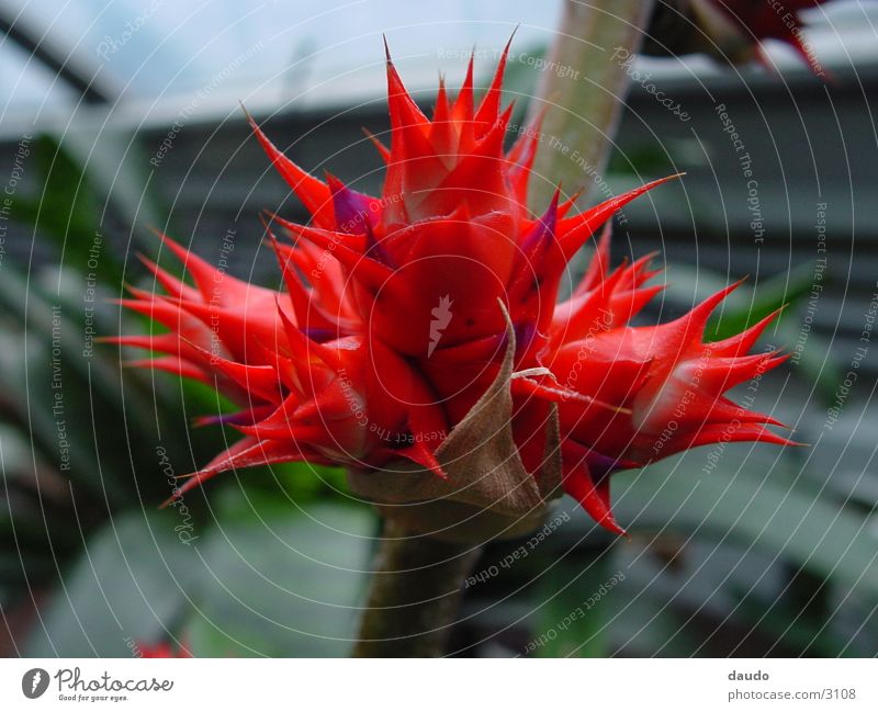 red blossom Plant Flower Virgin forest Red