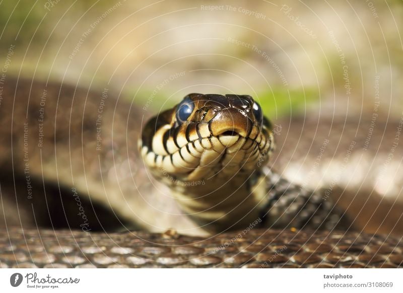 head of grass snake looking at the camera Beautiful Skin Nature Animal Grass Snake Natural Wild Brown Yellow Fear Dangerous natrix wildlife predator