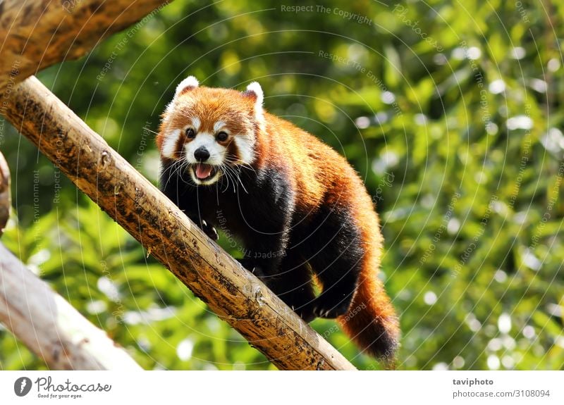 red panda climbing high Nature Animal Tree Park Forest Fur coat Pet Cat Small Cute Wild Brown Green Red tail cat-bear bear-cat carnivora endangered catlike