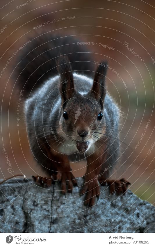 A  squirrel staring into the camera with a nut in its mouth adorable animal autumn background beauty blur blurry bokeh brown curious cute eat eating forest