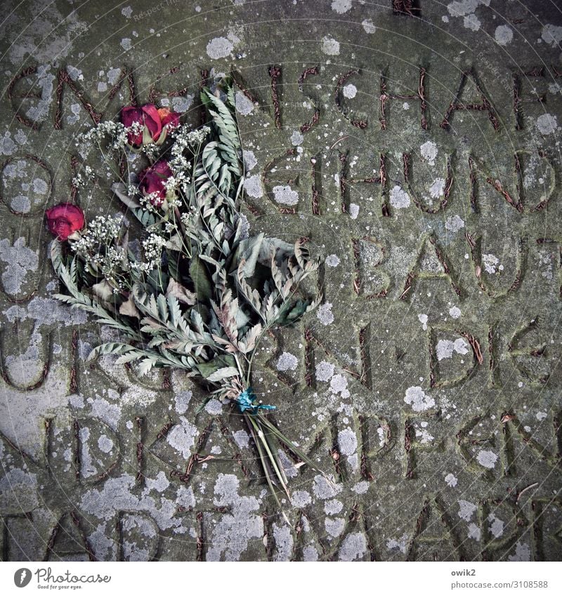 walked Tombstone Inscription pink Bouquet Stone Characters Lie Old Dry Under Sadness Concern Grief Death Longing Loneliness Eternity Decline Transience Lose