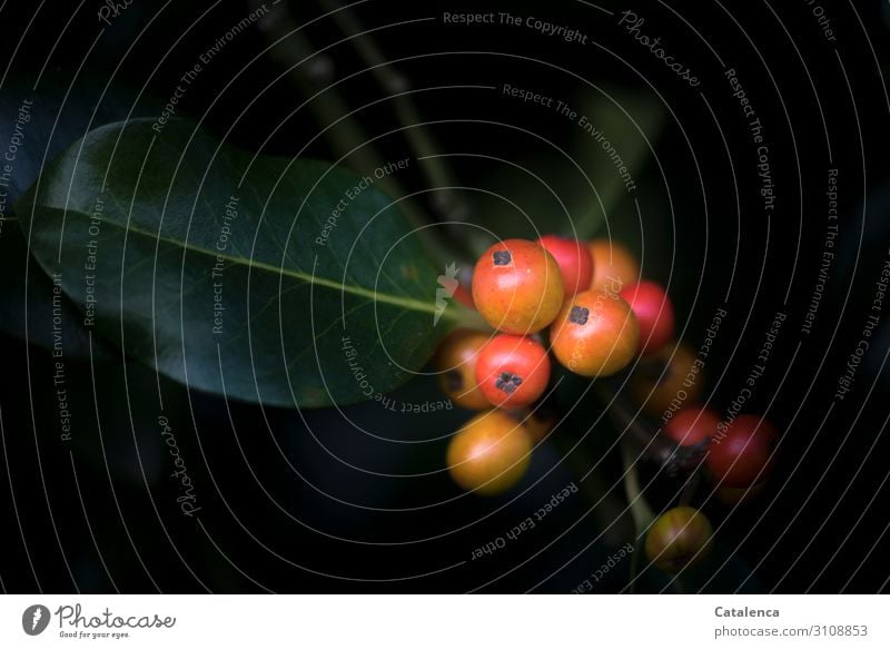 The fruits of holly Nature Plant Autumn Tree Leaf Foliage plant Berry seed head Holly Christmas thorn Ornamental plant Garden Park Forest Poisonous plant Growth