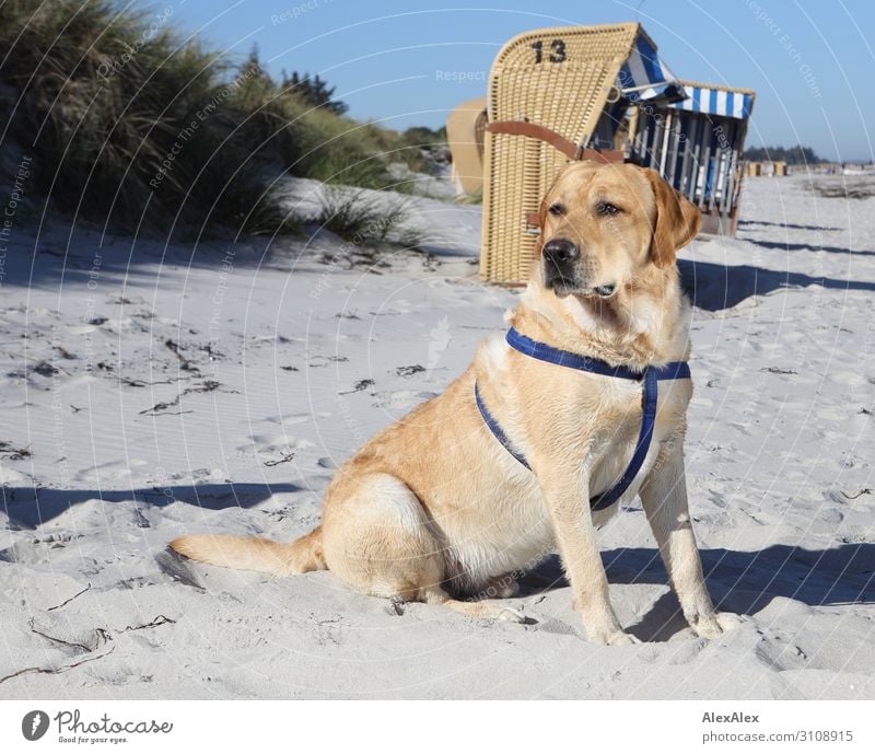 Blond Labrador on the beach Joy Contentment Summer Summer vacation Sun Beach Ocean Landscape Beautiful weather Beach dune Marram grass Beach chair Blonde Pet