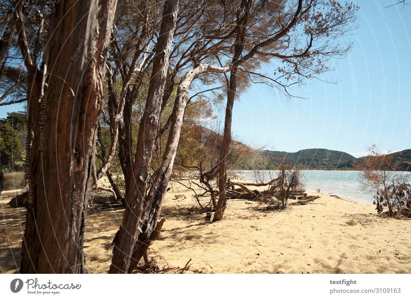 coastline Environment Nature Landscape Plant Elements Earth Sand Sky Summer Climate Beautiful weather Tree Coast Ocean Vacation & Travel Maritime New Zealand