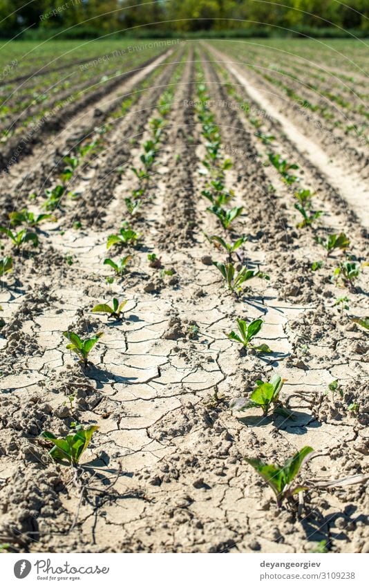 Sugar beet plantation in a row. Vegetable Industry Culture Environment Landscape Plant Earth Leaf Growth Fresh Many Green beetroot Red beet agriculture field