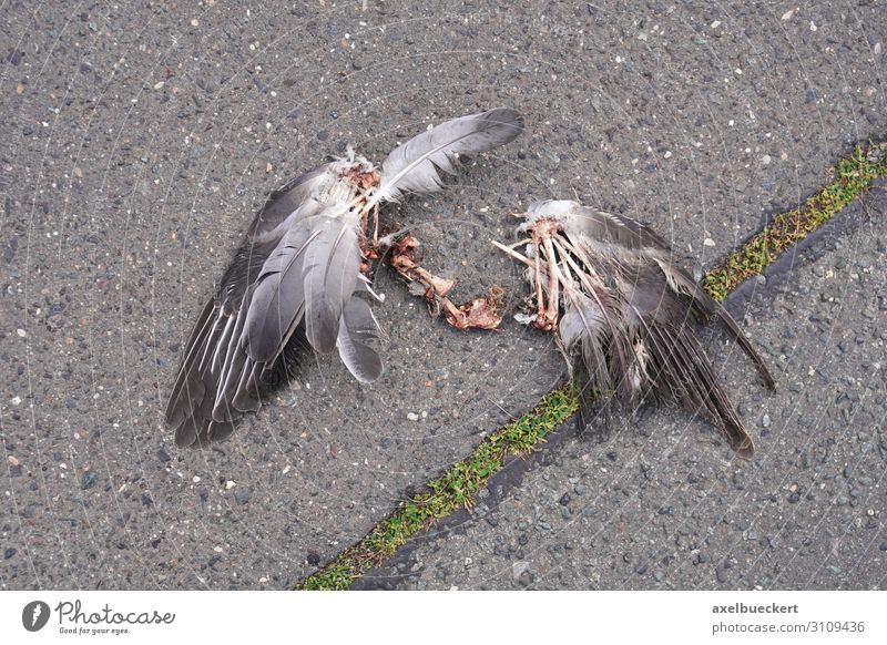 Bird Cadaver Wings Animal Dead animal Pigeon 1 Death cadaverous Remainder Bone Street Asphalt Broken Sacrifice Colour photo Subdued colour Exterior shot