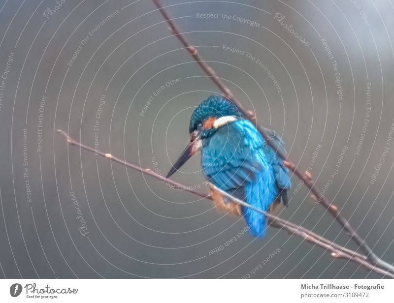 Kingfisher on a branch Nature Animal Sunlight Beautiful weather Lakeside Pond Brook River Wild animal Bird Animal face Wing Beak Eyes Feather Plumed 1 Observe