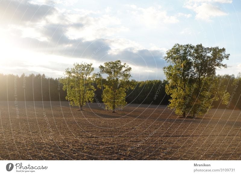 Harvested Environment Nature Sky Sunlight Summer Autumn Beautiful weather Field Forest Contentment Loneliness Freedom Leisure and hobbies Infinity