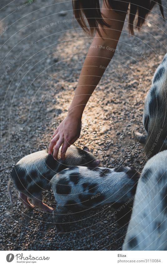 pigs Human being Arm Hand Animal Pet Farm animal Wild animal Zoo Petting zoo Swine Piglet Group of animals Baby animal Animal family To enjoy