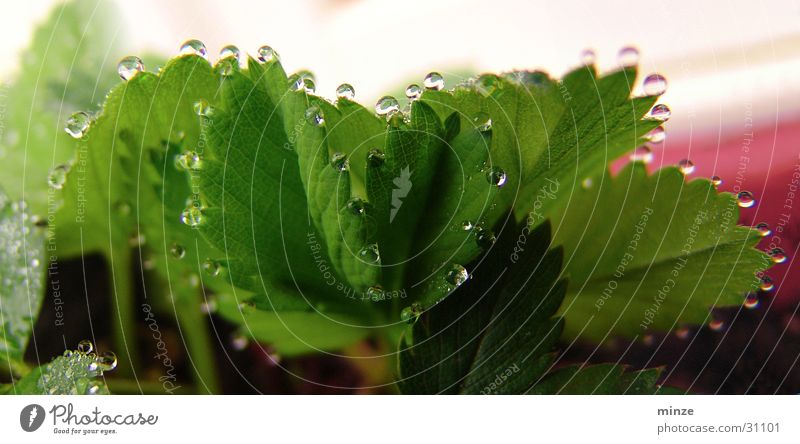 strawberry Green Plant Water Glittering Strawberry Chain Drops of water