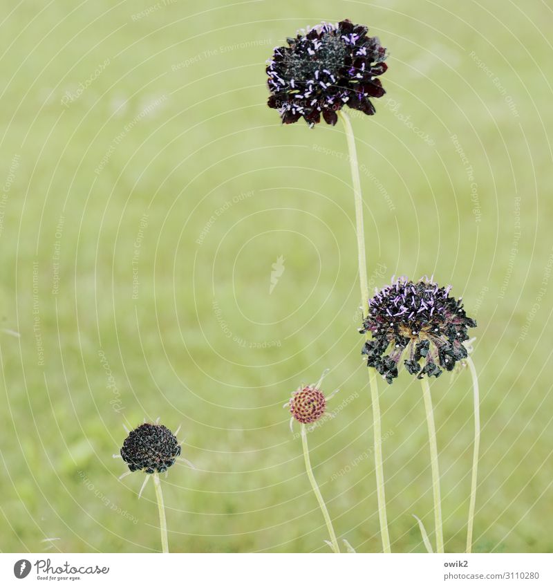 flower Plant Summer Beautiful weather Flower Blossom Park Meadow Movement Blossoming Fragrance Idyll Colour photo Exterior shot Detail Deserted Copy Space left