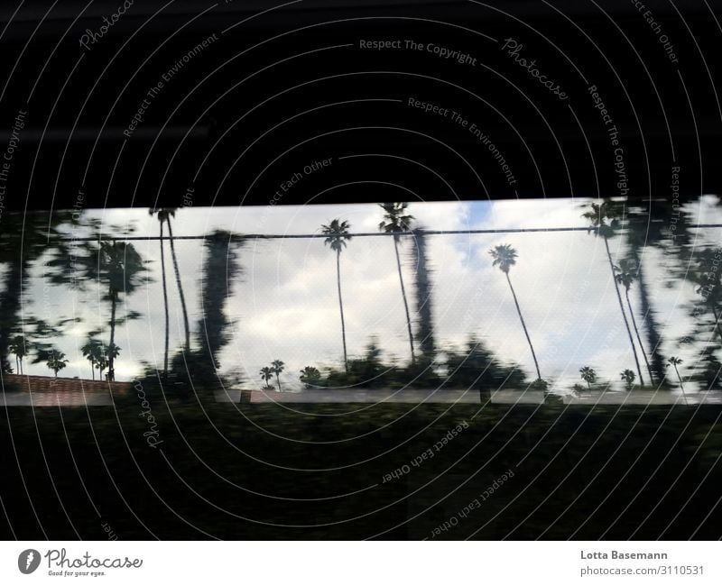 Bus ride through Los Angeles Trip Environment Nature Plant Palm tree Park USA Town Deserted Movement Driving Green Black White Vacation & Travel Motion blur