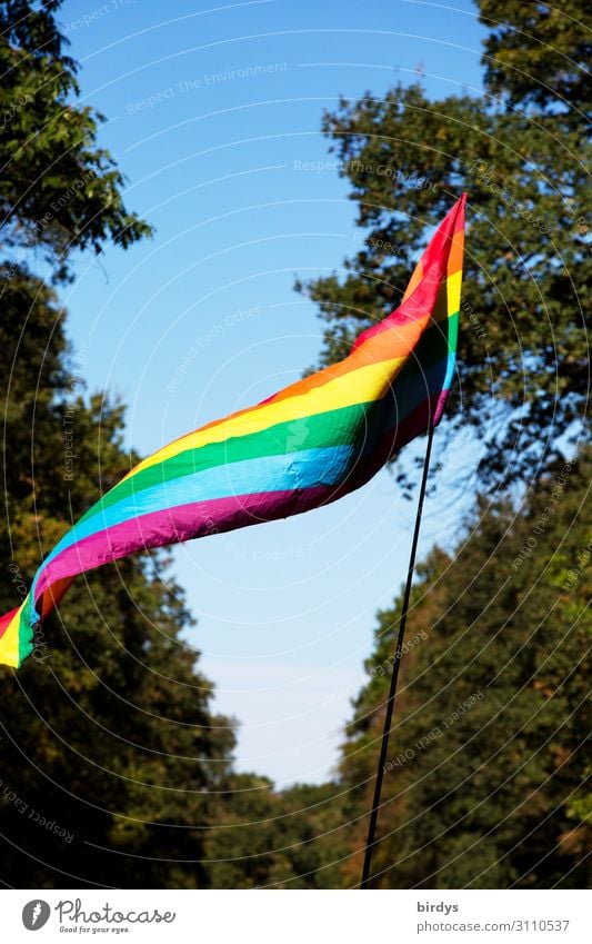 Rainbow colours Experience diversity Nature Cloudless sky Summer Climate change Beautiful weather Tree Forest Rainbow flag Prismatic colors Illuminate Authentic