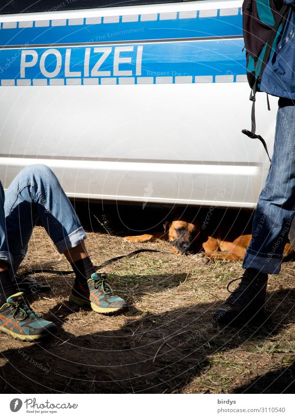 A dog is looking for shadows under a police emergency vehicle. Writing police police deployment 18 - 30 years Human being 2 Youth (Young adults) Adults