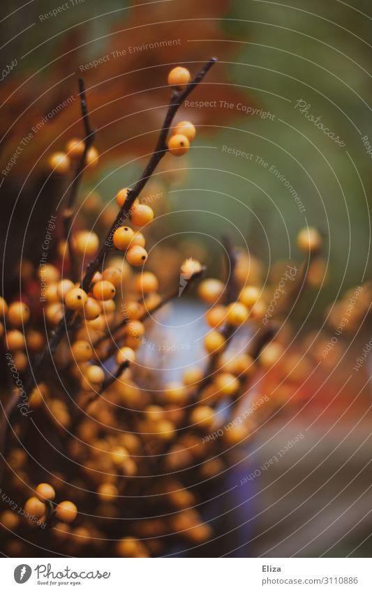 Autumn Berry bushes Berries Brown Yellow Bushes Autumnal Autumnal colours Orange Colour photo Exterior shot Detail Deserted Copy Space top