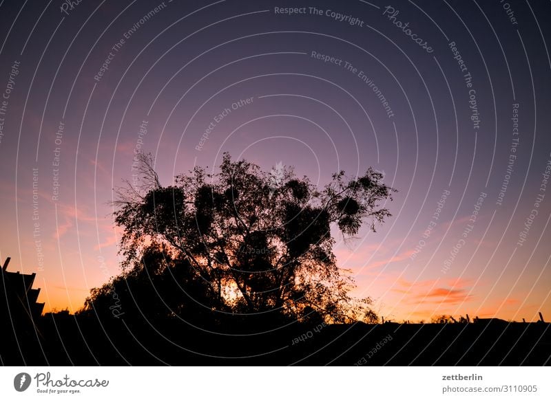 twilight Twilight Evening Sunset Sky Heaven Clouds Dark Closing time Colour Play of colours Dusk Tree Branch Twig Autumn Horizon Far-off places Vantage point