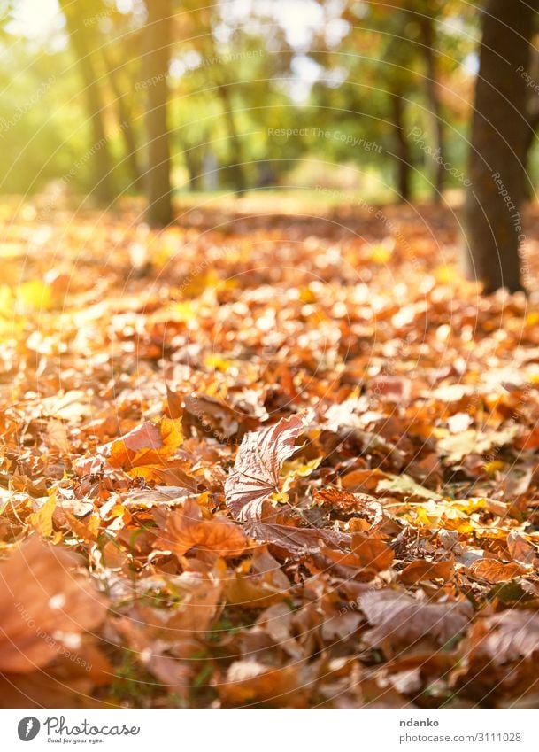 dry yellow maple leaves on the ground Beautiful Environment Nature Landscape Plant Autumn Tree Leaf Park Forest Bright Natural Brown Yellow Gold Green Colour