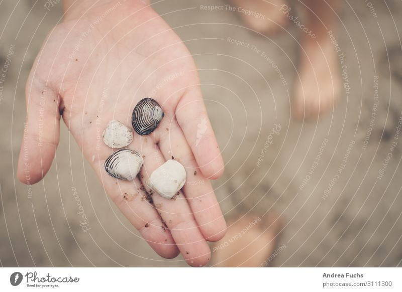 Four shells on hand Mussel Mussel shell Palm of the hand Summer Beach Hand 3 - 8 years Child Infancy Nature Sand Souvenir Leisure and hobbies Joy Colour photo