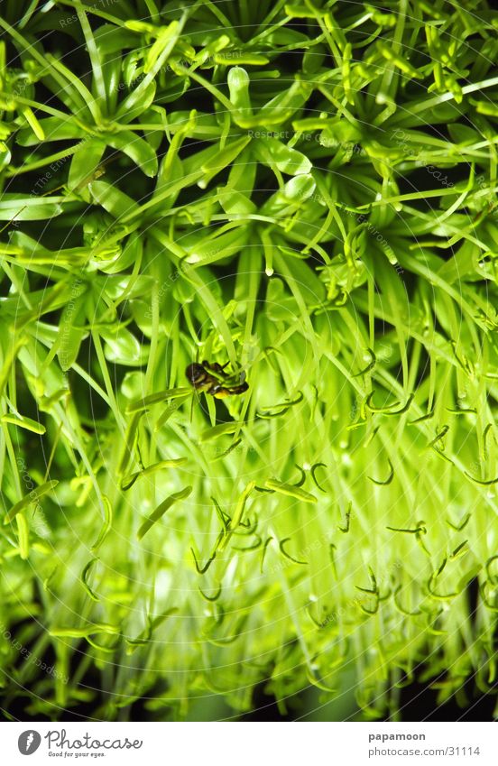 green field Green Bee Plant Blossom Flower Transport