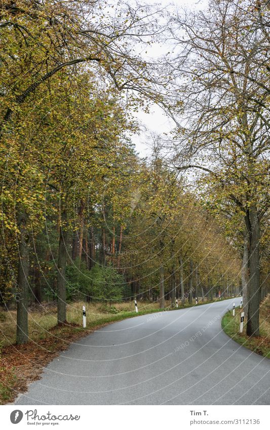 scab heathland Environment Nature Landscape Autumn Forest Schorfheide Deserted Street Moody Colour photo Exterior shot Morning Day Forward