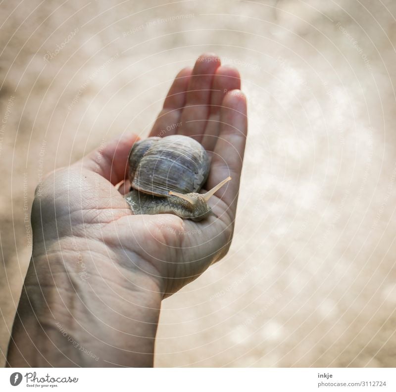 Biodiversity | valuable Hand Wild animal Snail Vineyard snail 1 Animal To hold on Authentic Near Natural Brown Love of animals Peaceful Protection