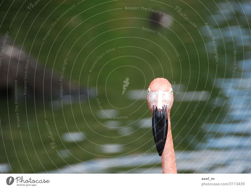 flamingo Trip Summer Nature Animal Water Wild animal Bird Flamingo Animal face Zoo 1 Esthetic Multicoloured Colour photo Exterior shot Close-up Copy Space left