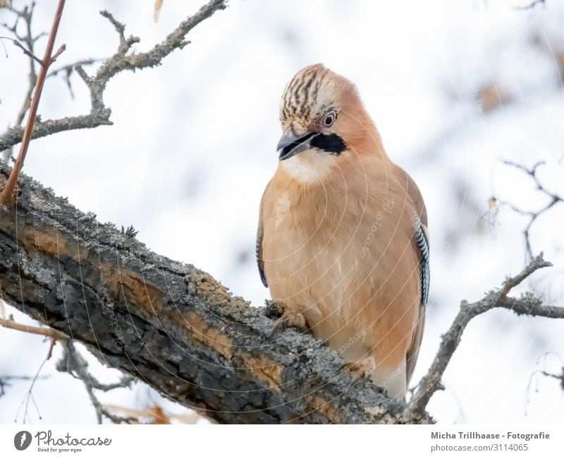 Jay in the tree Nature Animal Sky Sunlight Tree Twigs and branches Wild animal Bird Animal face Wing Claw Head Beak Eyes Feather Plumed 1 Observe Illuminate