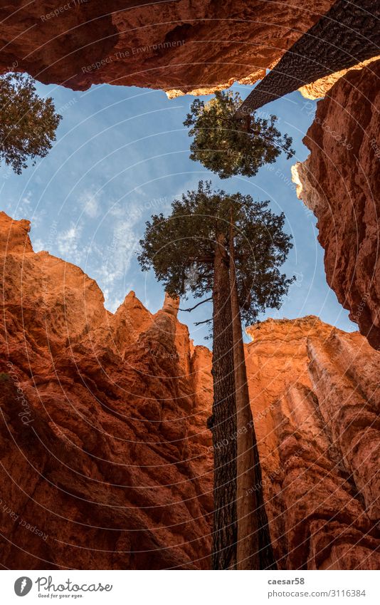 Trees willing to live in Canyon, Bryce Canyon, Utah/USA Tourism Far-off places Nature Landscape Sky Rock Mountain Vacation & Travel Hiking Blue Orange Red