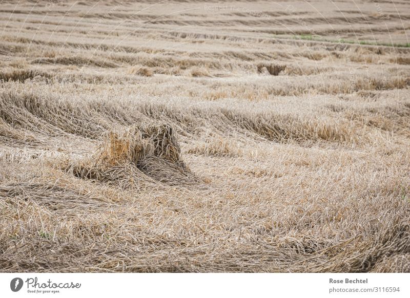 Wind break in the cornfield Environment Summer Climate change Weather Gale Plant Agricultural crop Field Brown Mature Grain Grain field Grain harvest