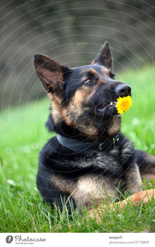 German shepherd dog with flower Dog dogs Flower stop Donate Funny wittily Humor Shepherd dog German Shepherd Dog Pet Gift gifts Animal portrait Looking Meadow