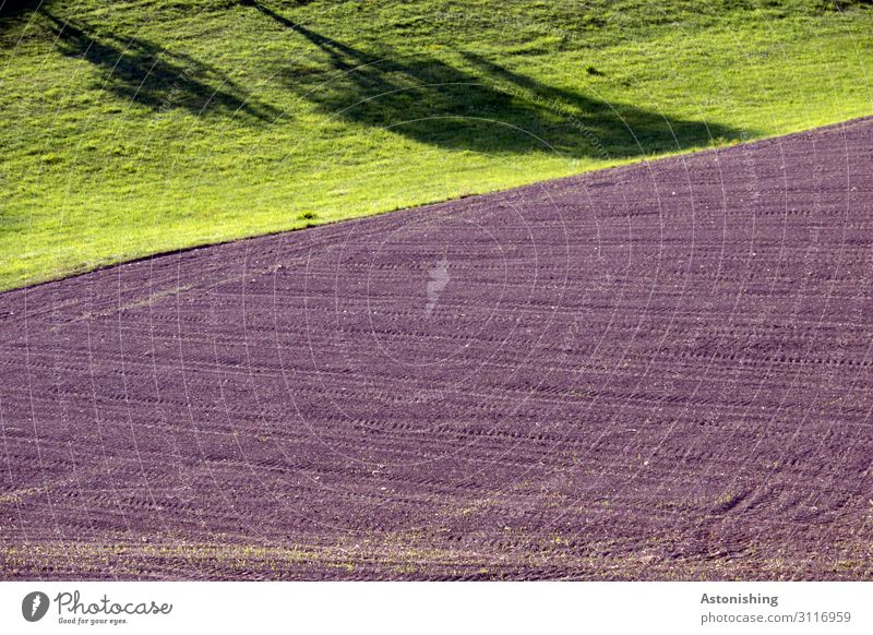 shadow plays Environment Nature Landscape Plant Summer Weather Beautiful weather Warmth Tree Grass Meadow Field Hill Brown Green Calm Shadow Line Agriculture