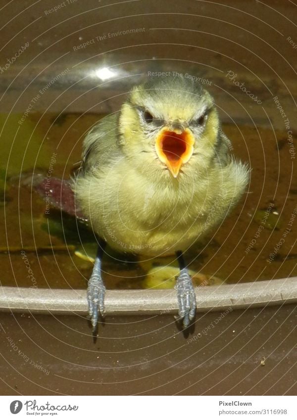 Black sparrow Lifestyle Garden Animal Bird 1 Looking Yellow Moody Anger Aggravation Grouchy Colour photo Exterior shot Close-up Detail Animal portrait