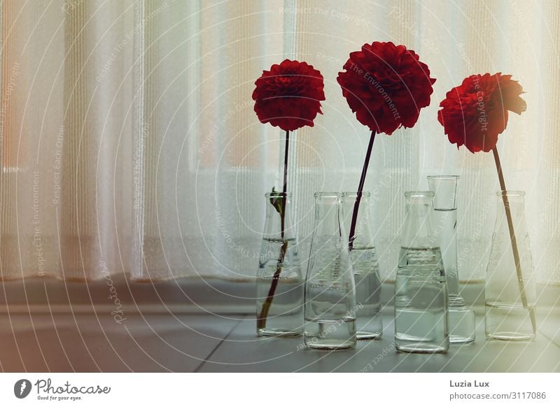 autumn light or 3x red Plant Flower Blossom Window Glass Beautiful Retro Red Moody Happiness Autumn autumn flowers Dahlia Illuminate Vase Curtain Delicate