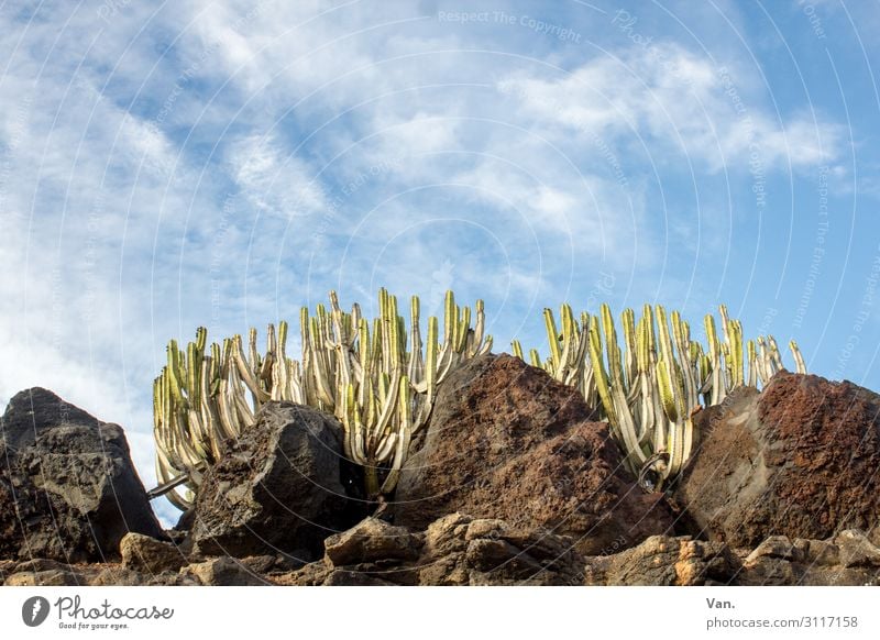 towards the sun Nature Plant Sky Clouds Summer Beautiful weather Cactus Rock Blue Brown Green Growth Colour photo Multicoloured Exterior shot Deserted