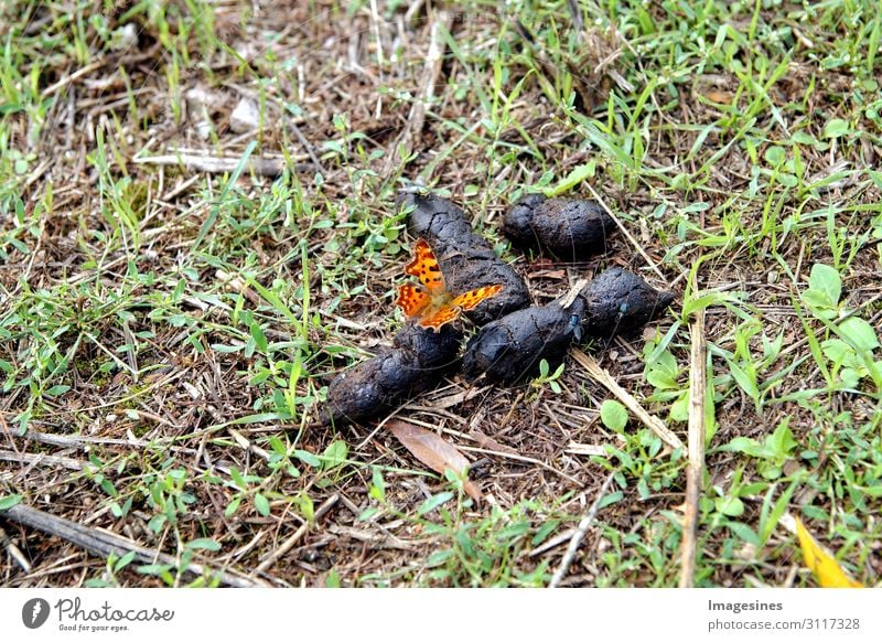 Shit and butterfly Eating Environment Nature Plant Animal Earth Feces Farm animal Butterfly 1 Animal tracks Disgust Hideous Natural Edible Fragrance To enjoy