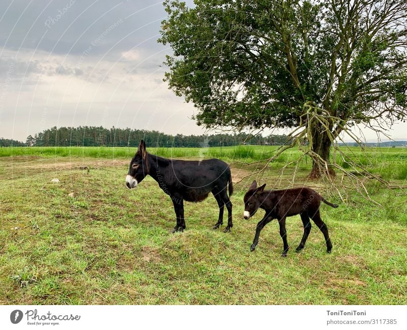 Donkey mother with child Relaxation Calm Leisure and hobbies Vacation & Travel Trip Summer vacation Garden Nature Landscape Plant Sky Autumn Tree Bushes Meadow